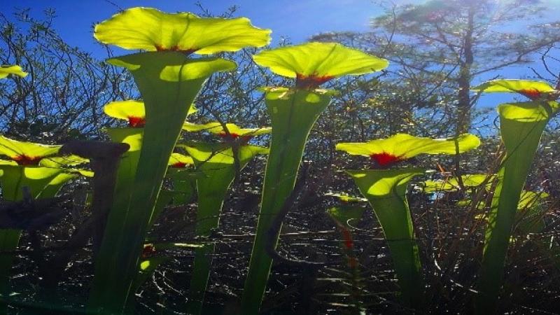 Bright green pitcher plants grow at Deer Lake State Park.