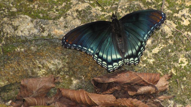 Red spotted purple (Limenitis arthemis) on a limestone rock   at Suwannee River State Park.