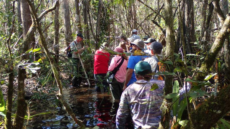A guided swamp walk at Fakahatchee Strand Preserve State Park.