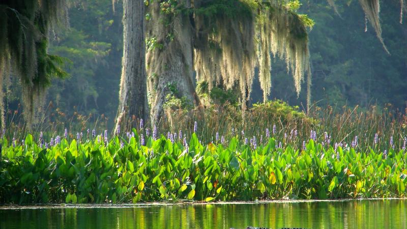 Wakulla Springs Wildlife