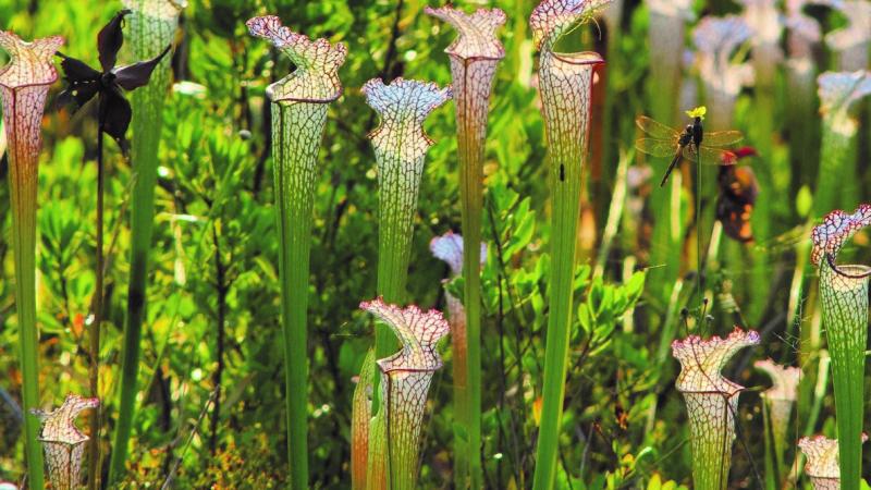 Numerous White Top pitcher plants are mixed among the lush green vegetation. 