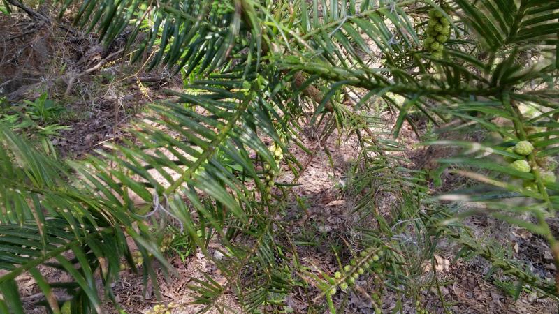 Torreya Tree