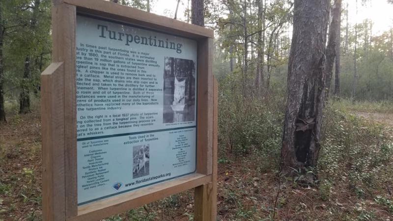 Pines, Flatwoods, Turpentine