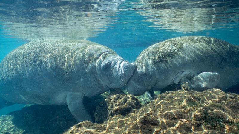 Two Manatees Swimming Together in Spring