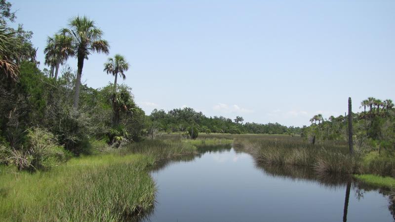 View of water and palm trees winding in the salt marsh