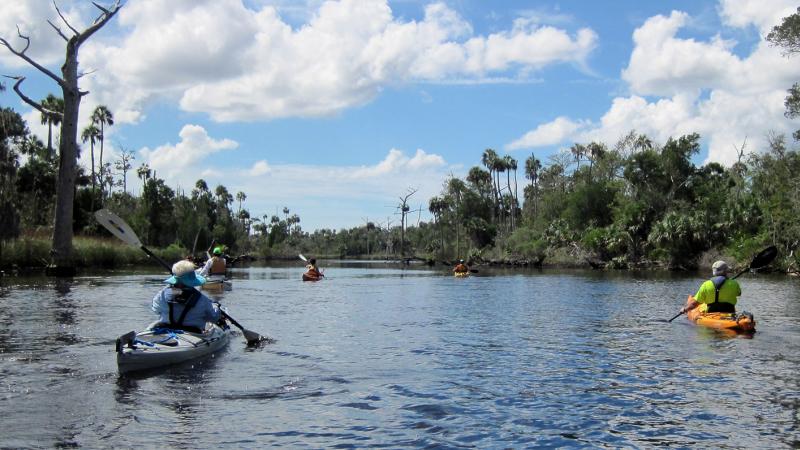 Group of kayaks paddle Waccasassa Bay with pines and snags along the shore