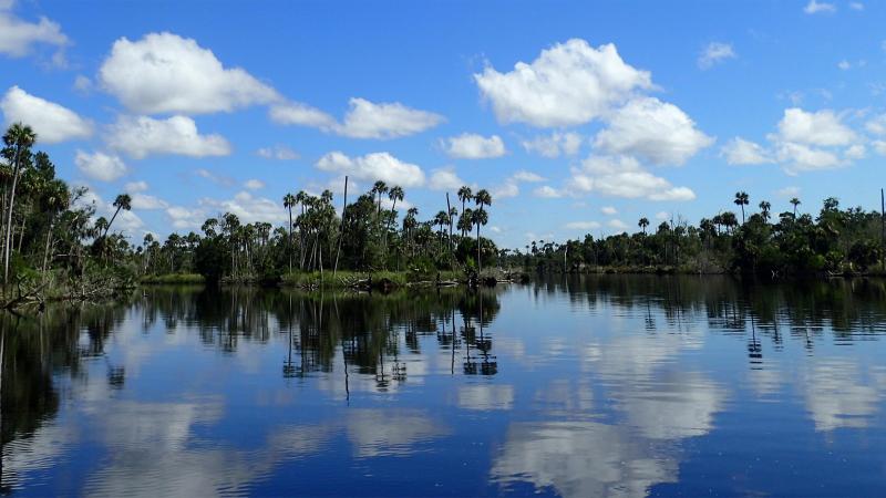 View looking across the bay to the gulf hammock with tall palm trees