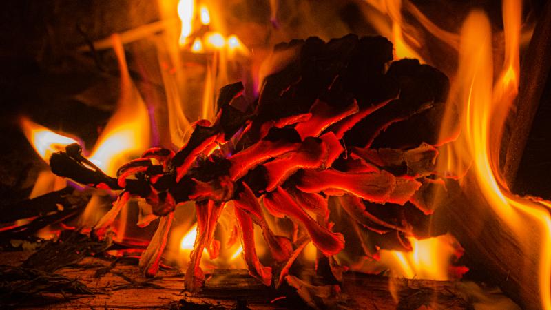 A pinecone glowing orange in a campfire.
