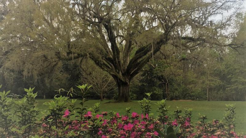 Wedding Tree