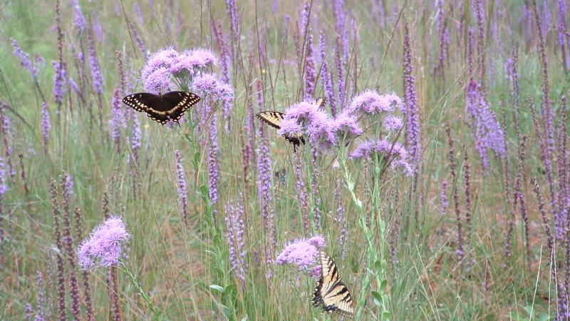 Liatris along trails