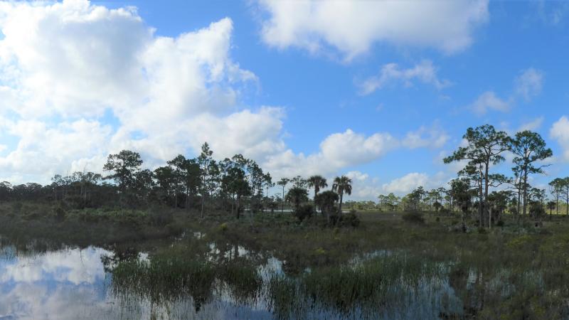 The wetlands at Atlantic Ridge Preserve.