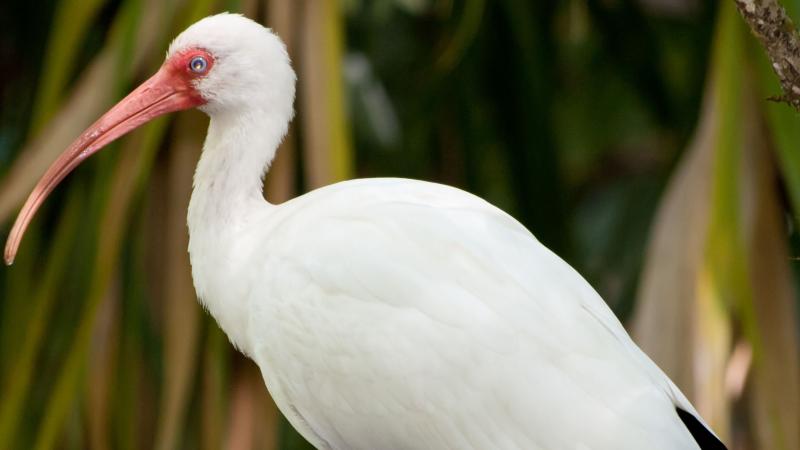 An up-close view of a white ibis.