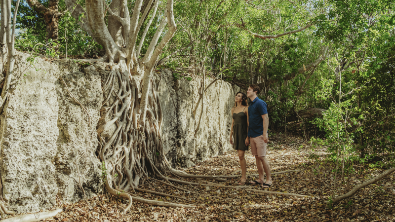 A man and woman admiring a tree growing on the wall of a historic rock quarry.
