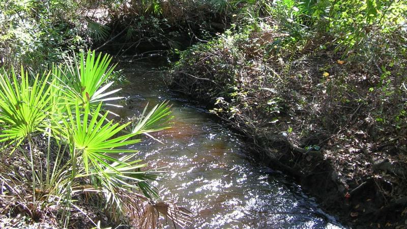 A view of Wingate Creek at Wingate Creek State Park.