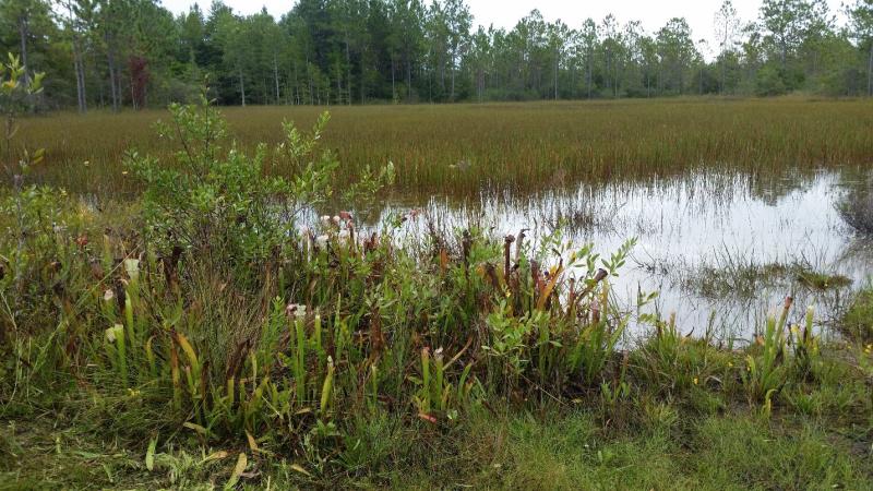 water, plants, wildlife