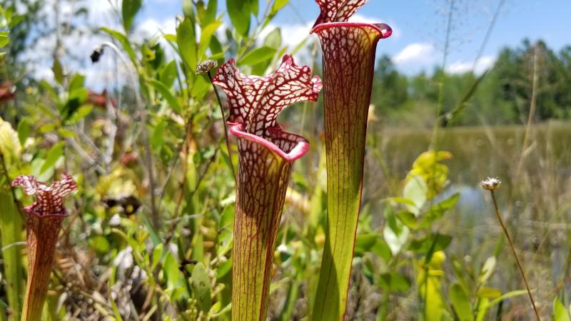 Yellow River Pitcher Plants