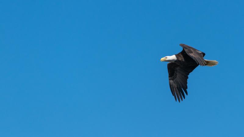 Bald eagle soaring through the sky 