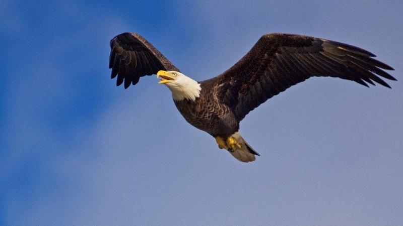 Every year, a pair of American bald eagles nest and raise their brood at Pu...