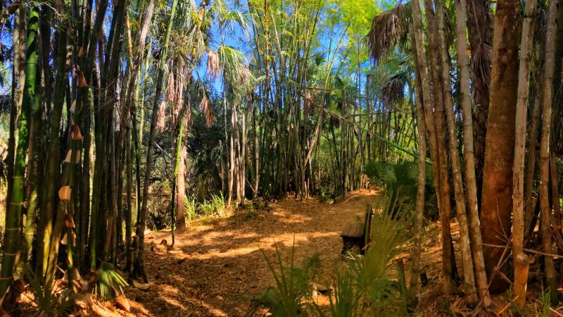 A view of the bamboo trails.