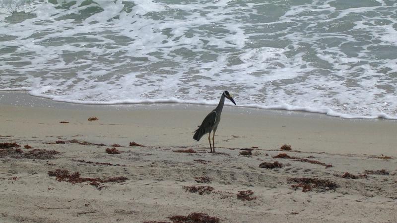 A view of a bird walking along the shore.