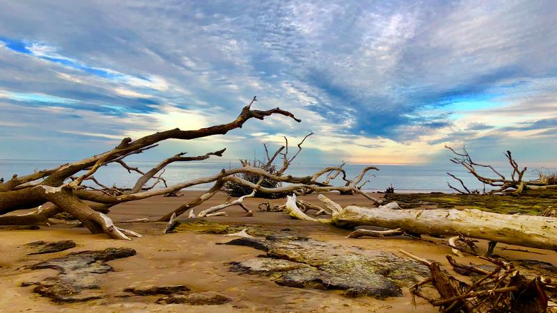 pale dead trees lie on the sand backlit but a blue and orange sunrise