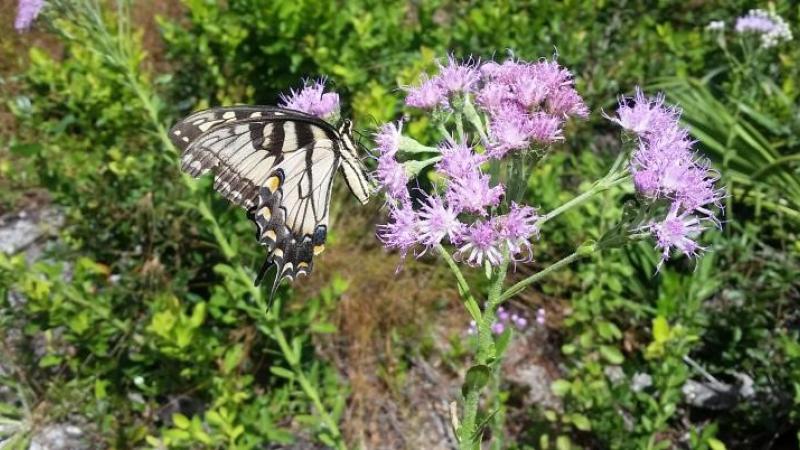 Butterfly resting on a flower 