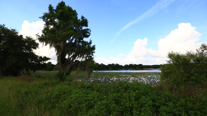 a tree draped in spanish moss stands by a riverbank against a blue sky