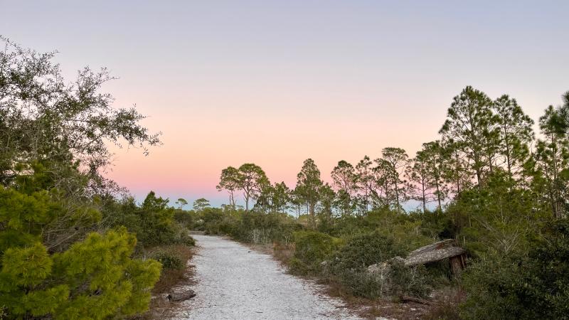 A sand trail at sunrise with scrubby pine forest on either side. 
