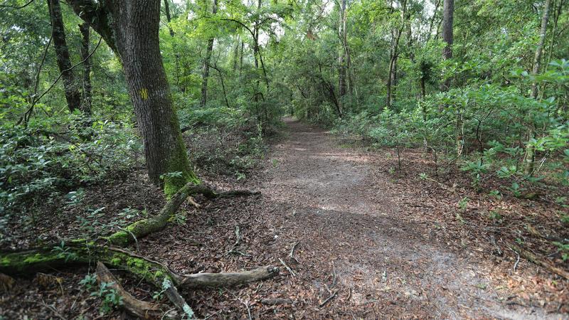 a dirt trail runs past a tree in the woods