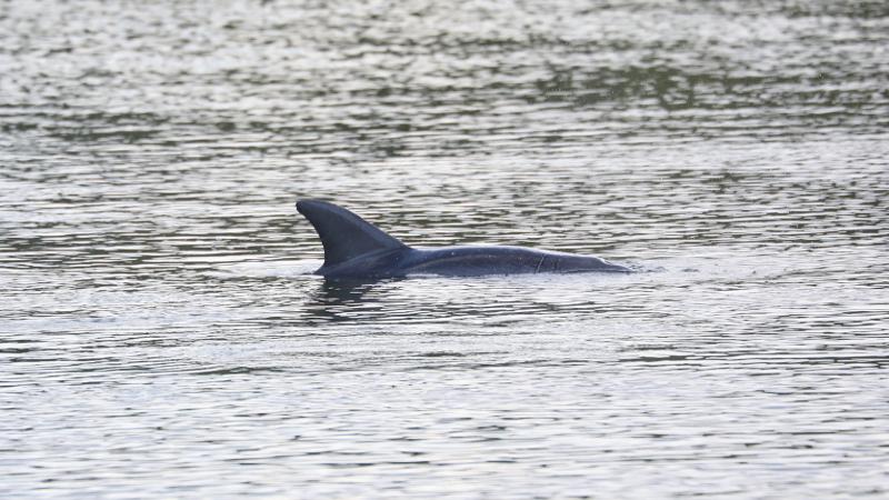 the dorsal fin of a dolphin seen above the water