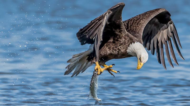 image of a bald eagle catching a fish over water at paynes prairie preserve state park.