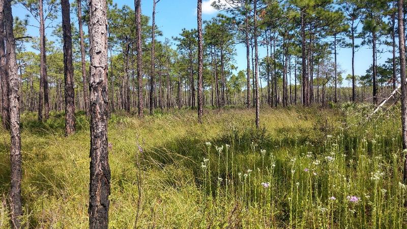 many thin pine trees and tall grasses litter an open forest area