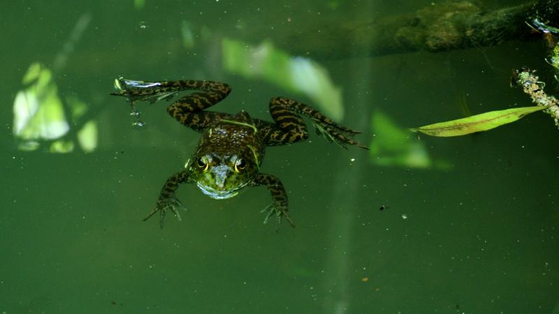 a bright green frog floats on the surface of water.