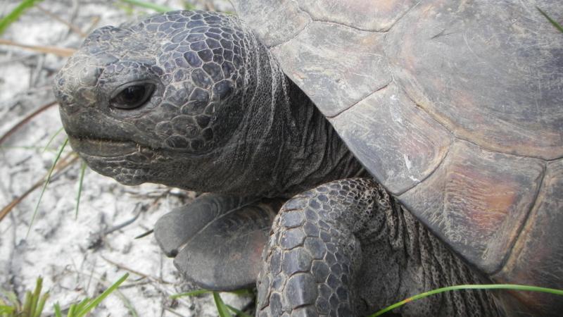 Close up image of gopher tortoise face and shell. 