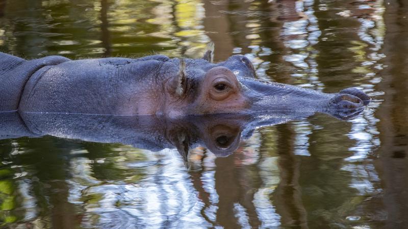 A hippo swimming in the water. 