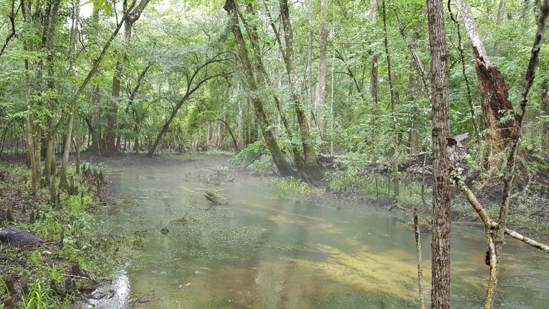 Clear spring creek shaded by the canopy of trees along the bank. 