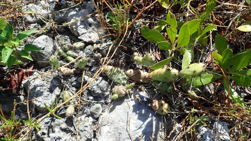 The jumping cactus grows among the limestone rocks at Long Key State Park.