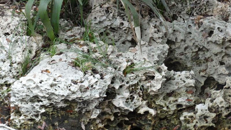 wavy limestone rock sits amidst palm fronds.