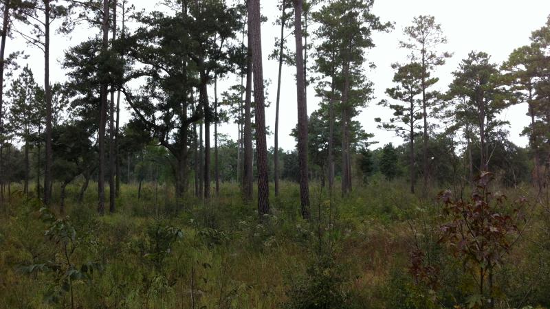 Scattered pine trees with low understory growth. 