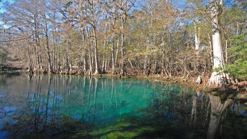 image of bright blue water at manatee springs and the surrounding cypress forest