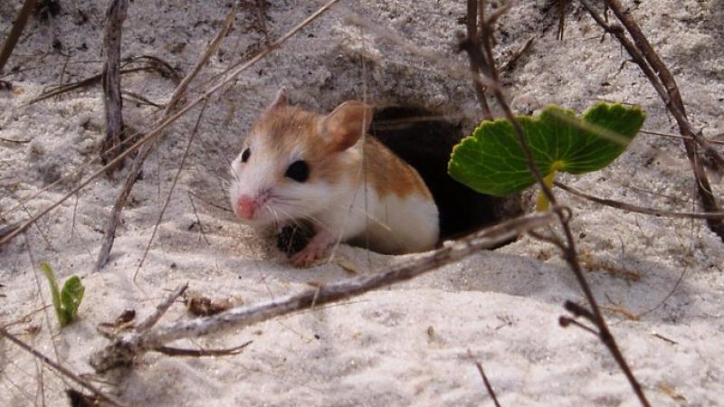 A beach mouse on the dune.