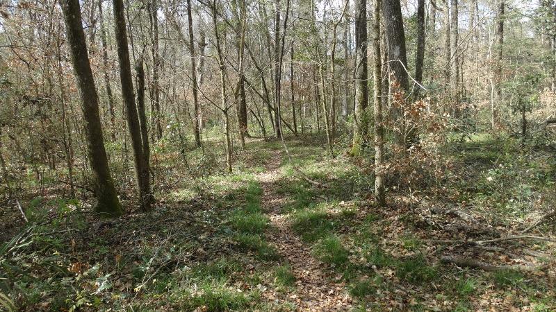 a narrow path lined with leaves winds between trees.