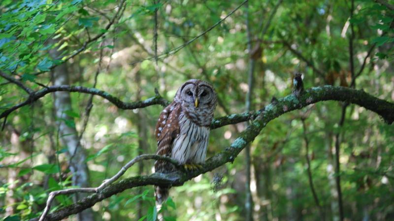 A barred owl is seen parched in a tree.