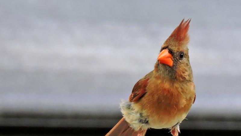 Close up image of cardinal, a red bird with orange beak. 