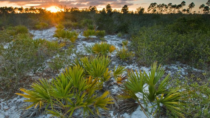 A healthy scrub habitat at sunrise. 