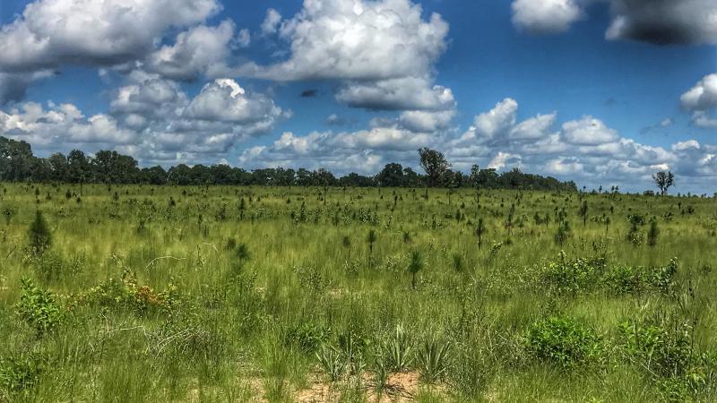 Longleaf pine and wiregrass restoration Torreya State Park 