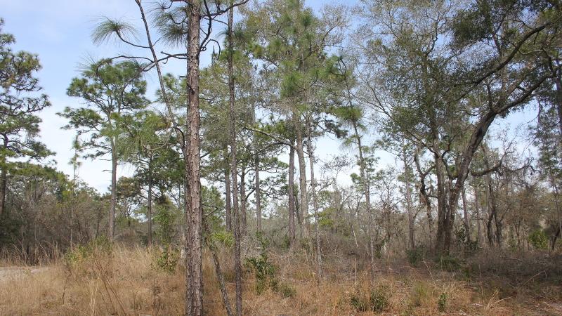 pine trees and wiregrass grow in an open and sunny habitat.