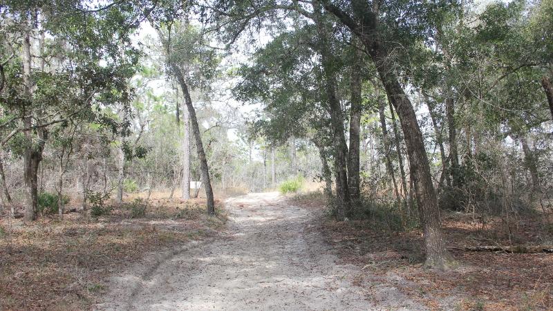 a sandy trail between trees.