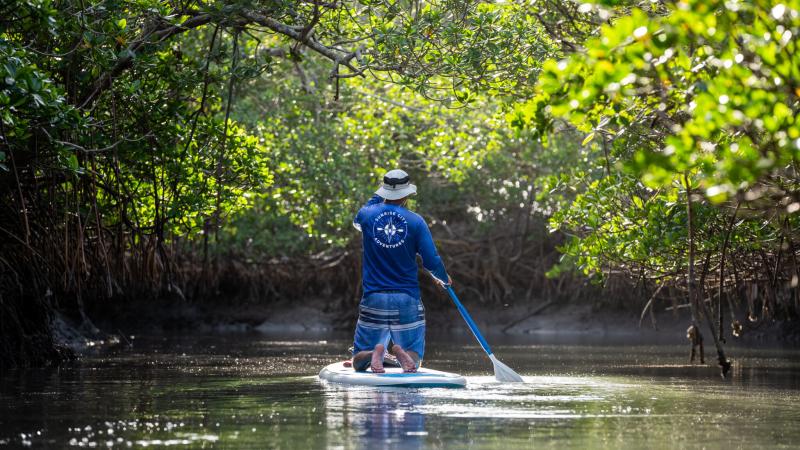 A man kneels while paddling a stand up paddle board through a mangrove tunnel.