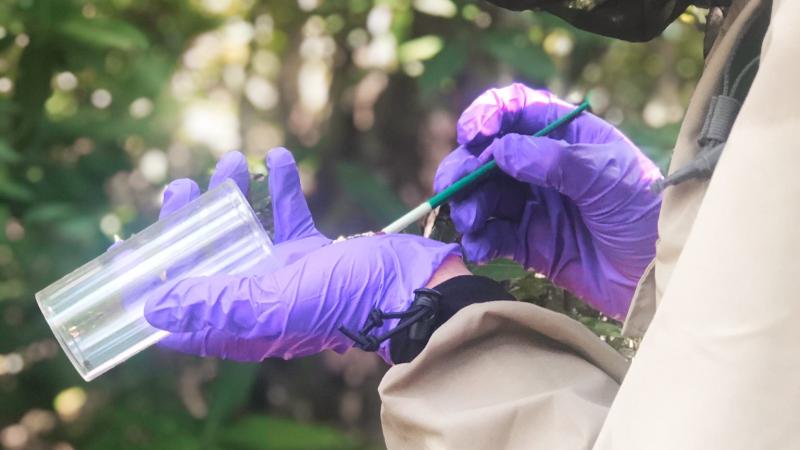 Biologist removes swallowtail caterpiller from vial. 